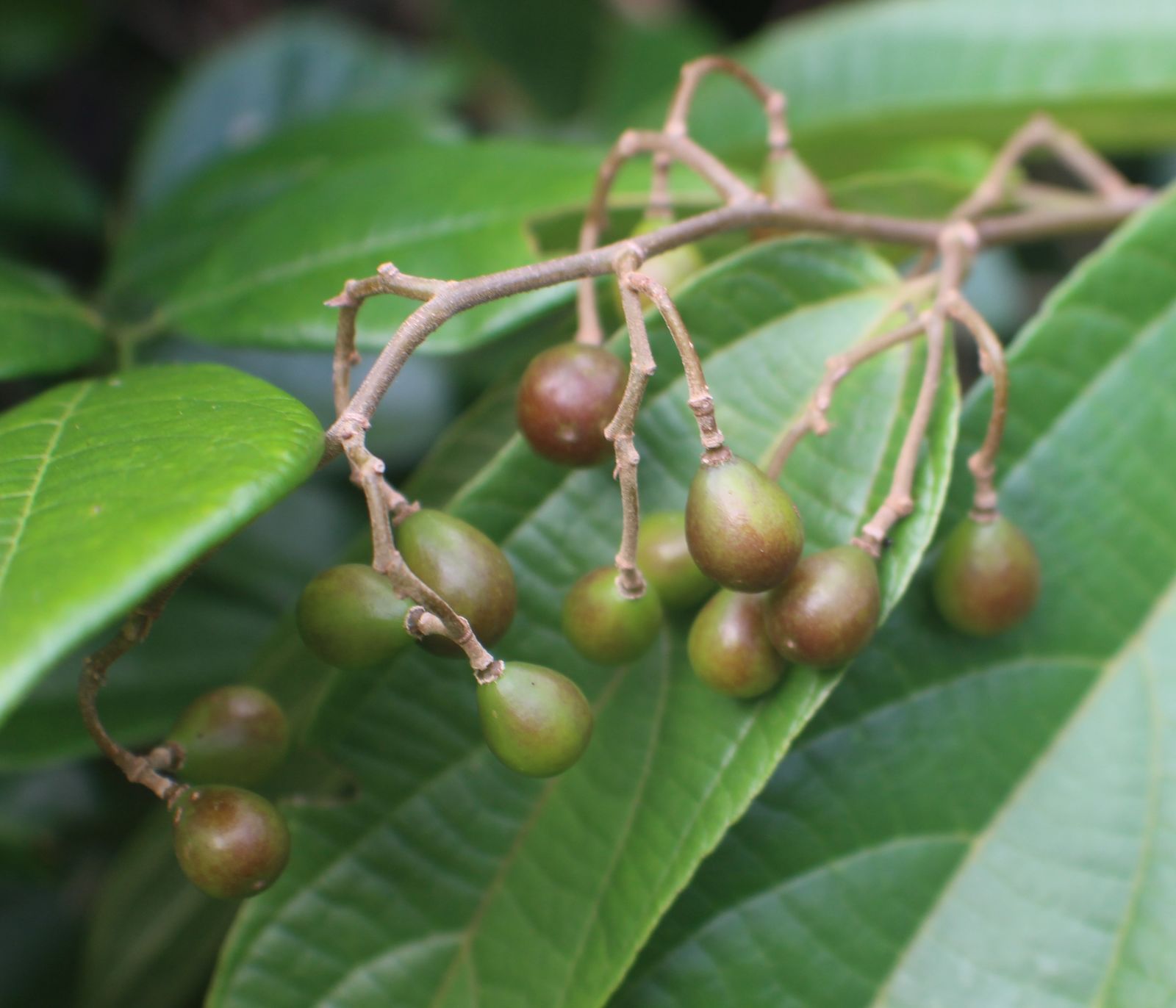 Microcos paniculata